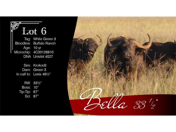 ~/upload/Lots/1468/AdditionalPhotos/e3qgprzjp5yza/6 Bella Info_t600x450.jpg